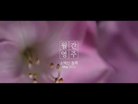 [월간영주] 소백산 철쭉