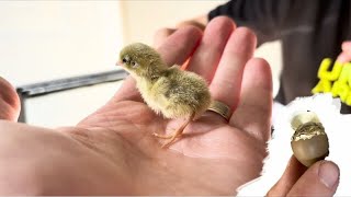 Hatching BUTTON QUAIL! Day 1 to 50 🐣