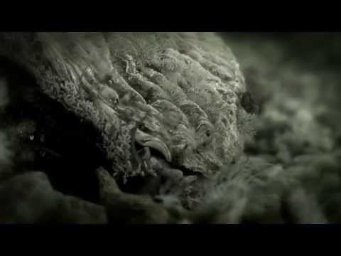 Abalone: A Deadly Harvest