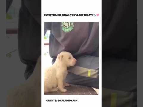 this dog is master in dance