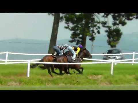 Snappy Lad on the training tracks