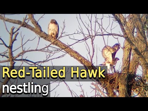 Red-Tailed Hawk nestling with it's parent