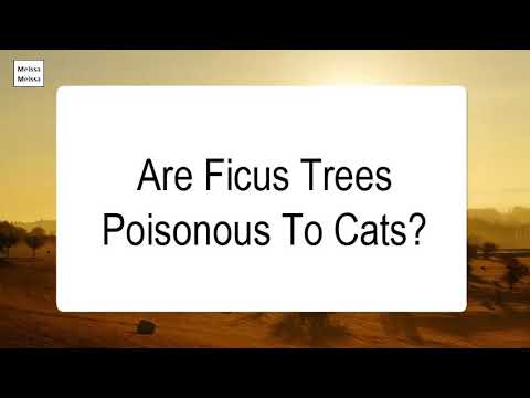 Are Ficus Trees Poisonous To Cats