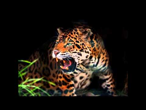 Dj Rolando - The Knights Of The Jaguar DJ Amok Rmx