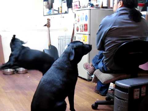 ペルとタマとKO-JI ZERO THREE　vol,4