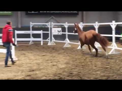 Orkana 2y old mare by tornesch x kannan