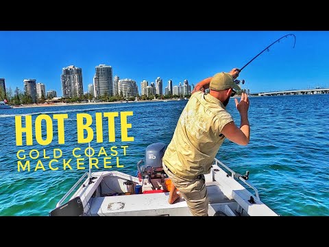 How to catch School Mackerel | Best Fishing Rig and Bait | NEVER FAIL APPROACH