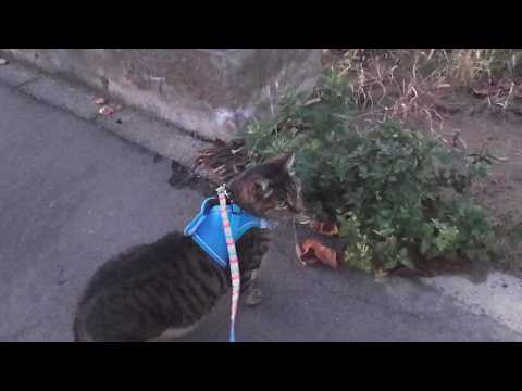 P1c Polyphony / Rain Ambience / 432Hz / Work / Study / Reading BGM