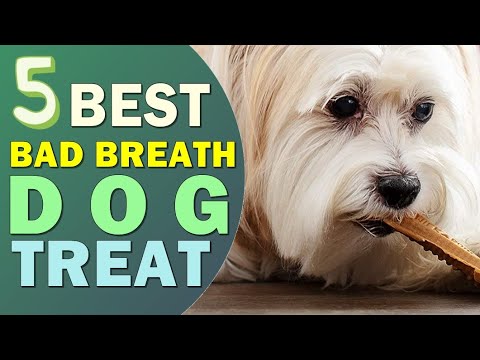 Best Dog Treat for Bad Breath 2022 👌 Top 5 Best Bad Breath Dog Treat Reviews