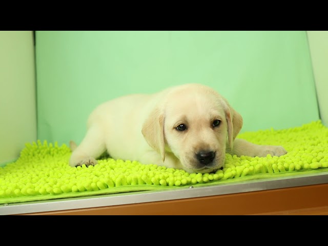 ブリーダー/ショップマロニエケンネル　MARRONNIER KENNELのラブラドール・レトリーバーで番号が2909です