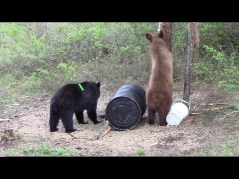 20 BEAR HUNTING COMPILATION