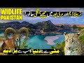 Wildlife In District Haripur World S Biggest Tarbela Dam Paharon Ka Safar Discover Pakistan