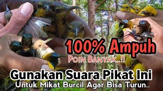 Download lagu MP3.. SUARA PIKAT BURUNG KECIL RIBUT. AMPUH MEMIKAT BURCIL DISEKITAR.. mp3