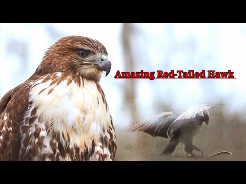 Red-tailed Hawk video