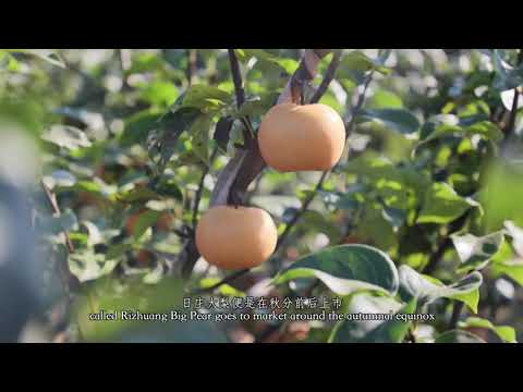 Laixi Pear Fragrance Permeates the Island City 莱西大梨飘香岛城