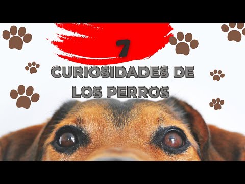 7 Curiosidades de los Perros #perros #animales #viral #foryou #shorts #fypシ #vida #belleza #dogs