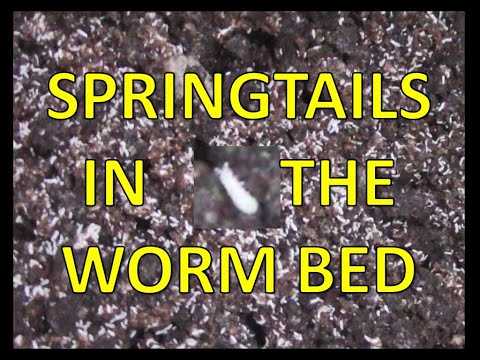 Springtails in the Worm Bed - How to Control Them
