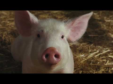 Charlotte's Web: Ending Scene (2006)