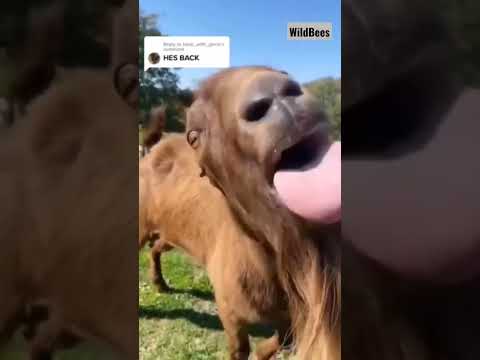 Goat making funny noise with tongue #goat #funnygoat Funny Goat Tongue|Funny Goat Tongue