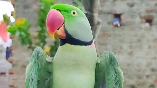 Alex calling mummy 🦜 mein mithu ho 🤩 Tote ki awaz 🦜 alexander parrot 💯 mithu ke Video mummy mummy