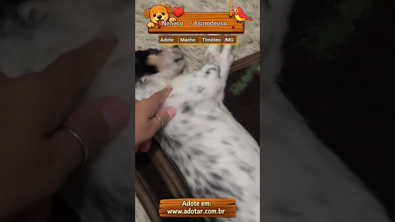 Cachorro raça SRD-ViraLata idade Abaixo de 2 meses nome Neneco / Asmodeuso