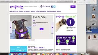 How to add cats to Petfinder, Adoptapet, and the website