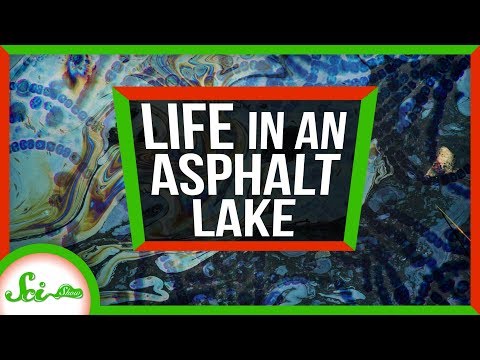 アスファルトの巨大なプールから生命の秘密を探る。トリニダードのピッチ湖 (Secrets of Life from A Giant Pool of Asphalt | Weird Places: Pitch Lake, Trinidad)