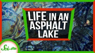 Secrets of Life from A Giant Pool of Asphalt | Weird Places: Pitch Lake, Trinidad