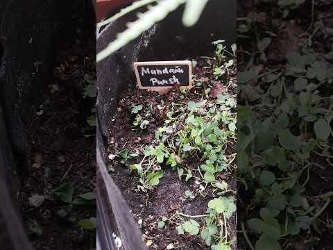 Tiny but Blooming – The Mandalorian Bonsai Auto on 12/12! 🌱💥 #GrowTest