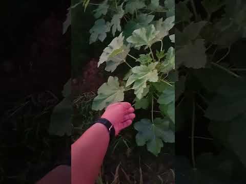 https://youtube.com/shorts/537BOBhN4Tg?si=K4hoeYPKgaibfoyK