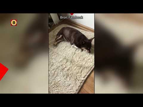 De hondjes van Sas zijn vergiftigd