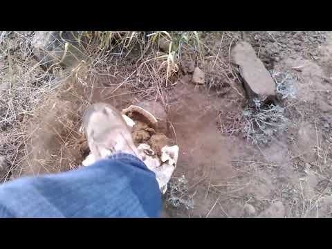 Helping a puffball spread its genes...