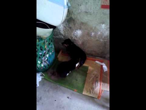 O meu gato mama na minha cadela "malu"