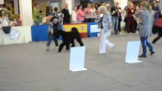 , видео 15.08.2015