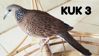 Download Suara Burung Tekuku 3 Pangkut MP4 & MP3 Download