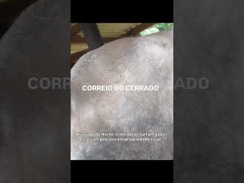 Alvorada do Norte: Criminosos furtam gado e causam prejuízo em propriedade rural