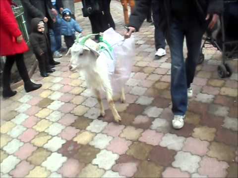 "Botezul" caprei Be-ZU