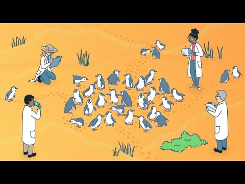 BitMaths Teaching Video: Population census and sample