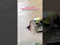 Flood Duet Fishing Flooding Song Rain