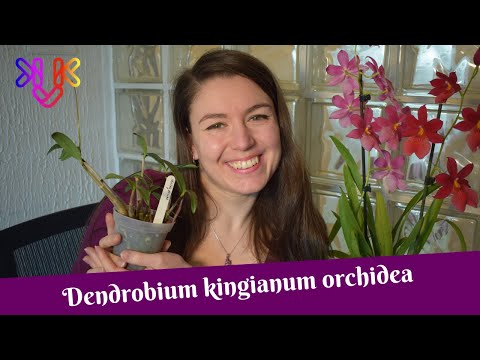 , title : 'Dendrobium kingianum orchidea bemutató | Alap tudnivalók az ausztrál rózsaszín szikla orchideáról'