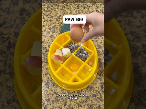 What to feed your dog for allergies #dogallergies #xlbully #pitbull