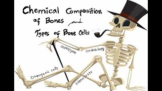 Chemical Composition of Bones and Types of Bone Cells