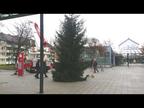 Weihnachtsbaum aufstellen in Drispenstedt
