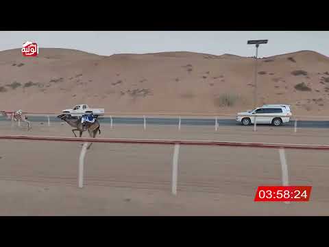 الشوط 1 (عواطف) لـ سعيد بن منانه الكتبي 8:03 , شارة الديوان 2025/11/08 لقايا اللبسه 