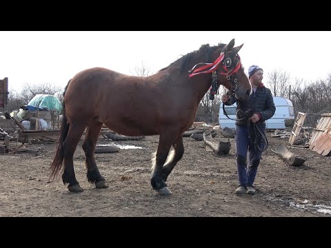 Caii lui Madalin si Denis de la Giurgiu - 2020 Nou!!!