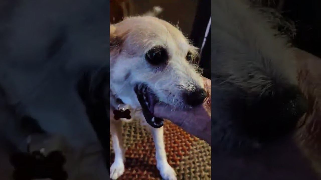 Enlarge MADDIE, a Adoptable mixed breed in Burton, MI video 6/6