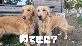 【大型犬のいる生活】だいぶ似てきた？ゴールデンレトリバー姉妹の平和な1日