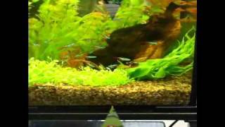 Aquael SHRIMP SET DAY&NIGHT 30 Black (122980) - відео 1