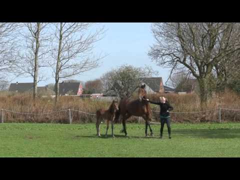 Holsteiner - Stutfohlen von Stanfour
