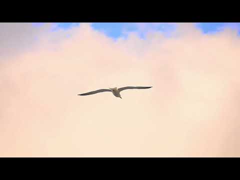 Seagulls (I Have Been Searching…)